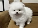 ポメラニアン【岩手県・男の子・2025年1月26日・ホワイト】の写真6