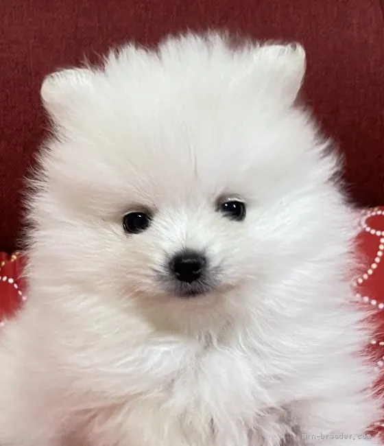 ID:2101-00047の子犬