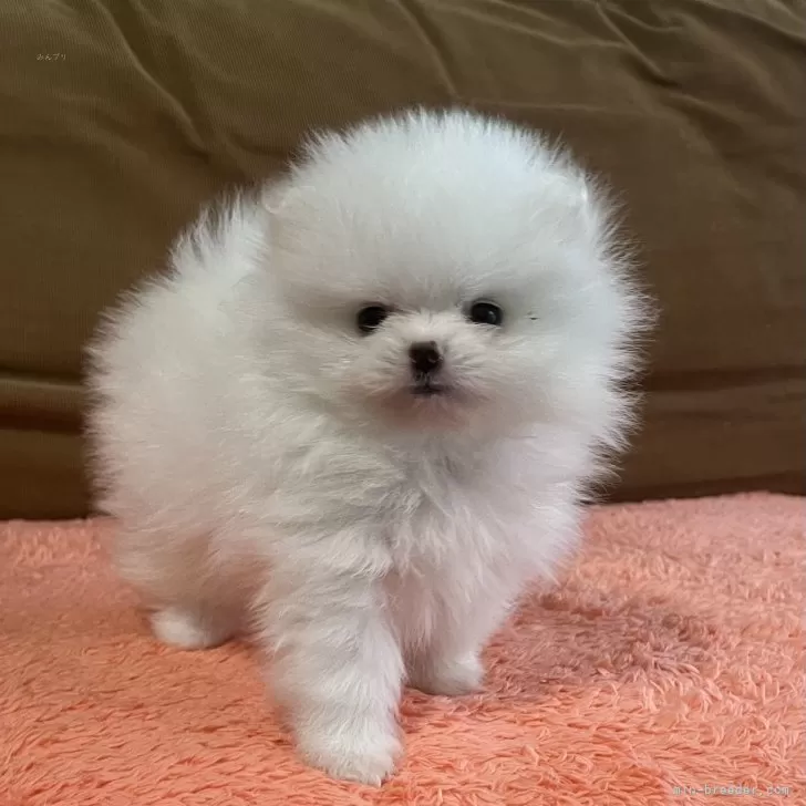 ID:2408-00478の子犬