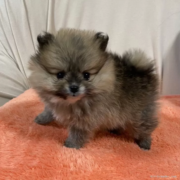 ID：2401-04638の子犬