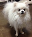 ポメラニアン【・男の子・2015年4月26日・ホワイト】