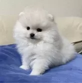 ポメラニアン【岩手県・男の子・2023年10月28日・クリーム&ホワイト】の写真2「12/24撮影」