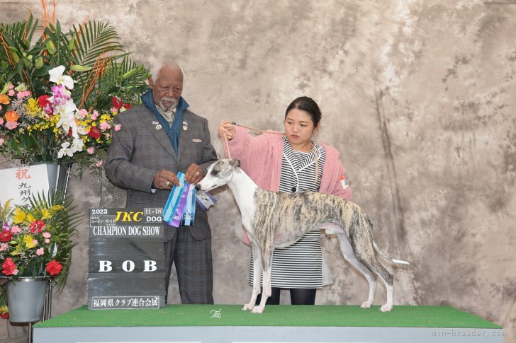 様々なタイトルをいただいております。｜新宅　英美子(しんたく　えみこ)ブリーダー(広島県・ウィペットなど・JKC登録)の紹介写真6