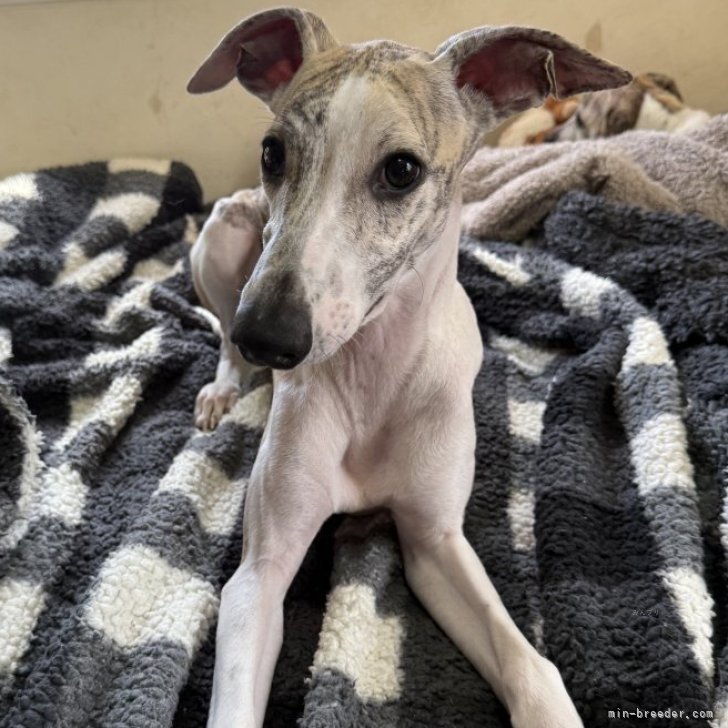 ブリーダー画像