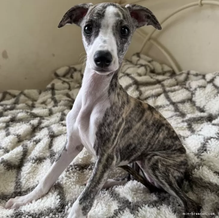 ID:2509-07914の子犬