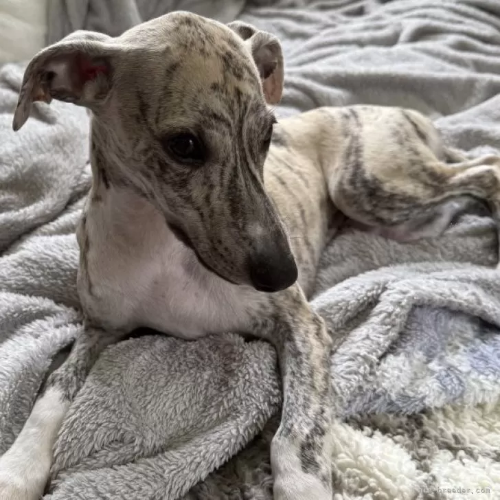 ID：2507-05315の子犬