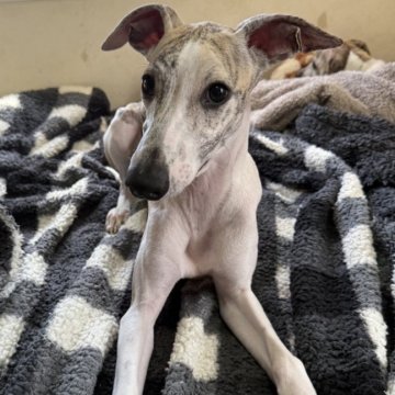 ウィペット【広島県・男の子・2025年6月24日・ホワイト&ブリンドル】の写真「現在、ドックショーに出場中のかっこいい男の子！」