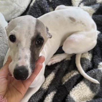 ウィペット【広島県・男の子・2025年6月24日・ホワイト&フォーン】の写真「珍しいホワイト多めがとっても可愛い小柄な男の子」