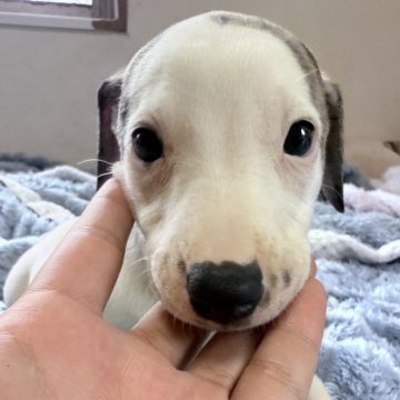 ウィペット【広島県・女の子・2025年6月24日・ホワイト&ブリンドル】の写真「まるで七三分けのブリンドルとホワイトの女の子」