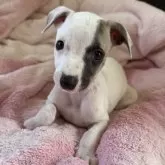 ウィペット