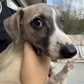 ウィペット