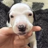 ウィペット