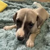 ウィペット
