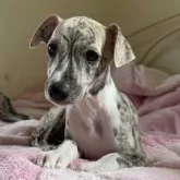 ウィペット