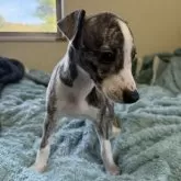 ウィペット