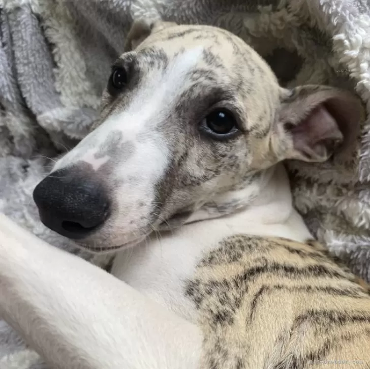 ID：2405-06673の子犬