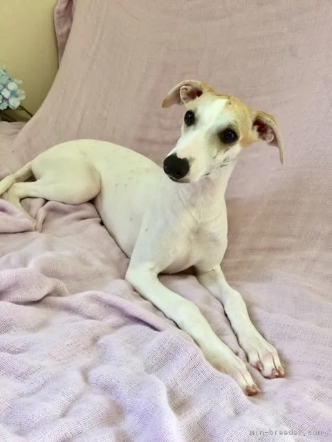 ID：1705-00826の子犬