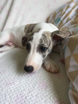 ウィペット【広島県・男の子・2017年3月18日・ホワイト&ブルーブリンドル】の写真「イケメン過ぎるウイペットの男の子です。」