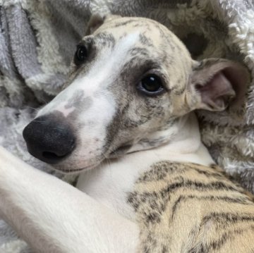 ウィペット【広島県・女の子・2024年4月8日・ホワイト&ブリンドル】の写真「外産血統、ショーでも活躍できるカラーの綺麗な女の子」