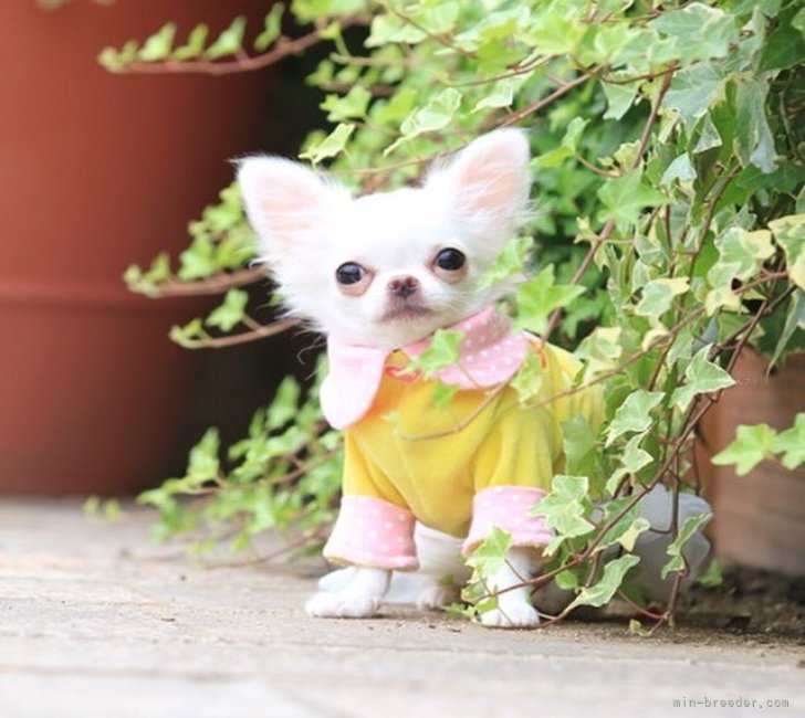磯野　宏子(いその　ひろこ)ブリーダー(千葉県・チワワ(ロング)など・JKC登録)の紹介写真7