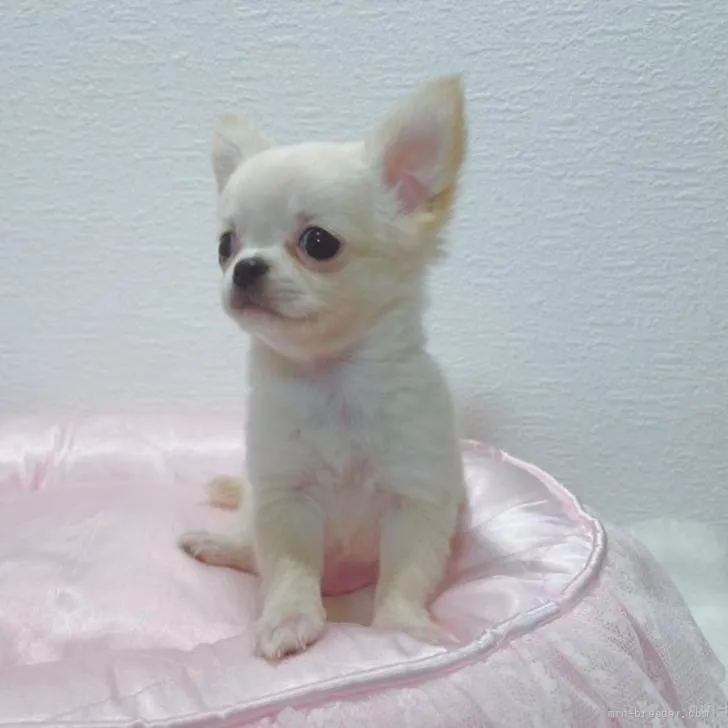 ooami 様のお迎えした子犬