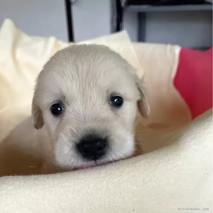 ID：2506-06306の子犬