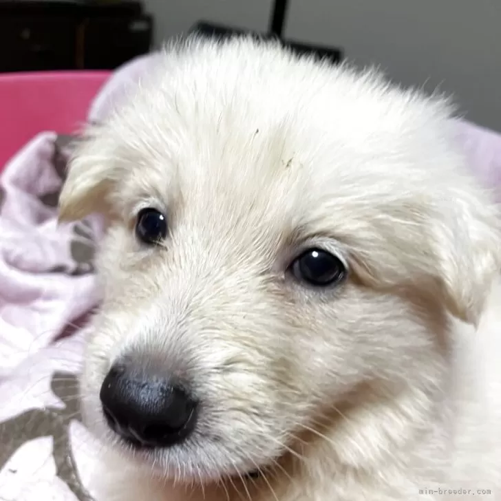 ID:2508-01415の子犬