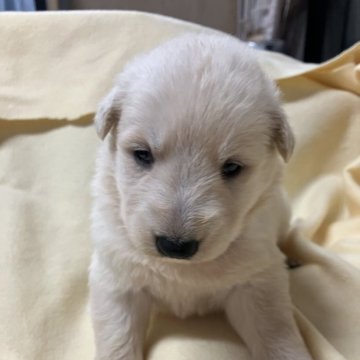 ホワイト・スイス・シェパード・ドッグ【長野県・女の子・2025年12月25日・白】の写真「可愛い」