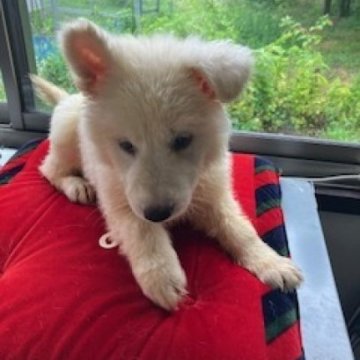 ホワイト・スイス・シェパード・ドッグ【長野県・女の子・2025年6月1日・白】の写真「生まれたて」