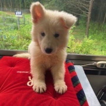 ホワイト・スイス・シェパード・ドッグ【長野県・女の子・2025年6月1日・白】の写真「生まれたて」