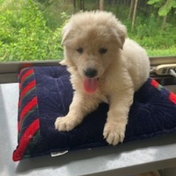 シェパードの子犬を探す｜ブリーダー直販の子犬販売【みんなの