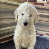 スタンダードプードル