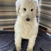 スタンダードプードル