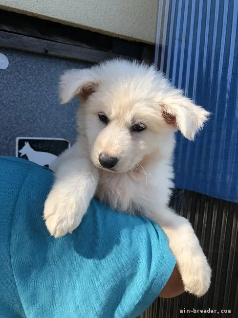 ID:1808-00676の子犬