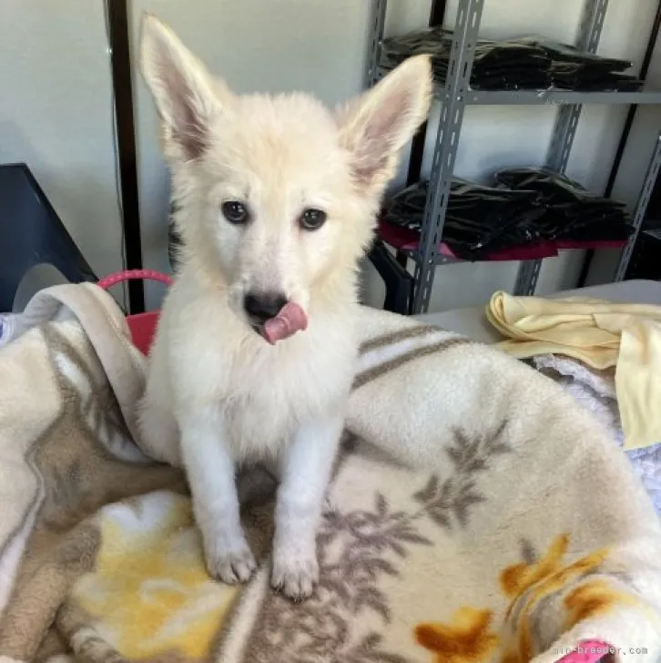 ID:2311-01820の子犬