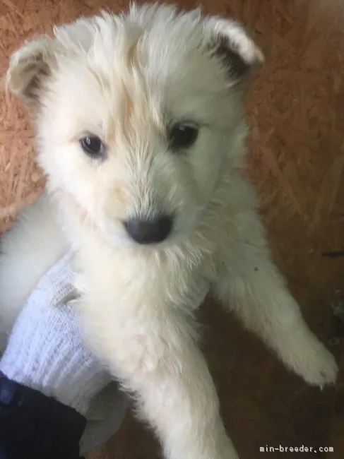 ID:1704-02089の子犬