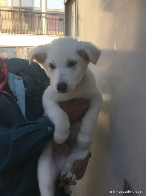 ID:1703-01256の子犬