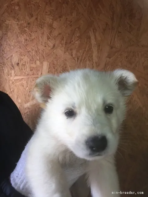 ID:1704-02091の子犬