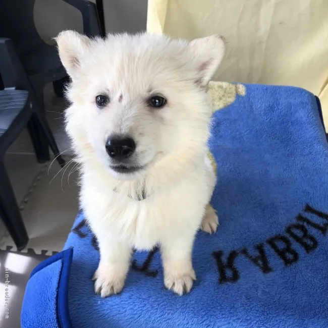 ID:2105-02499の子犬