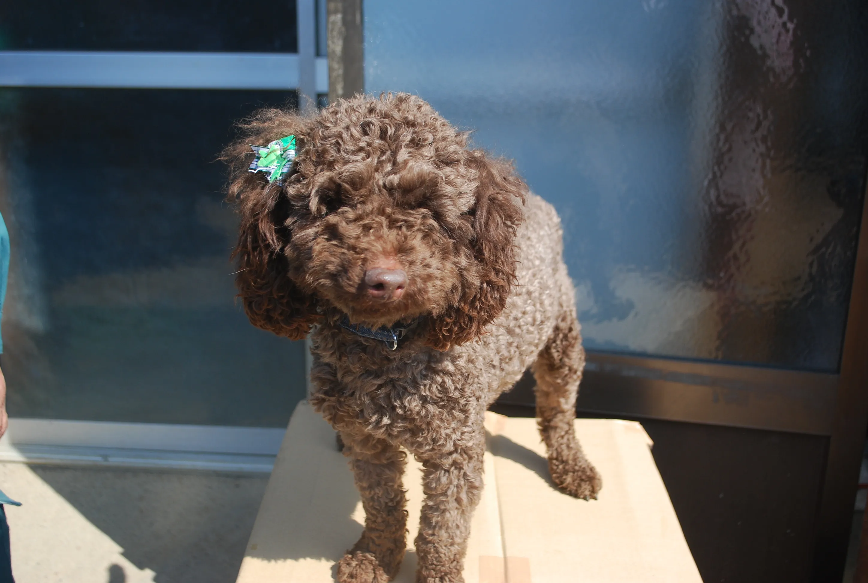 ID：1603-01418の子犬