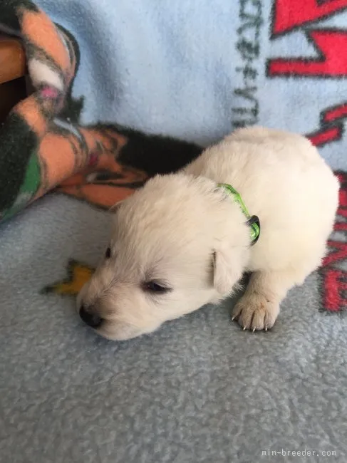 ID:1512-00826の子犬