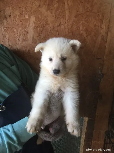 ID:1706-00199の子犬