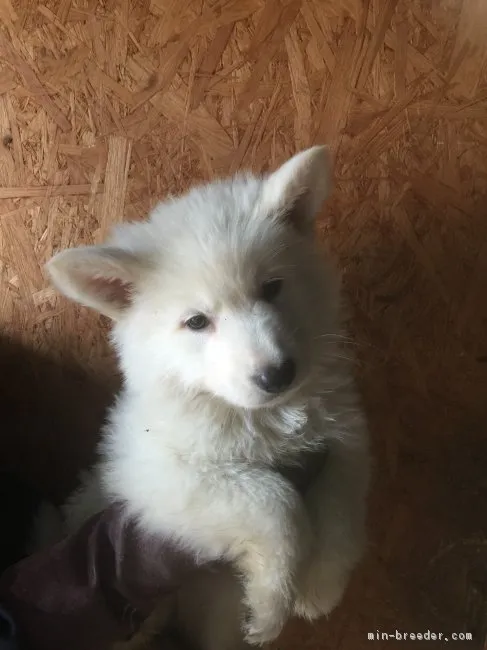 ID:1704-02094の子犬