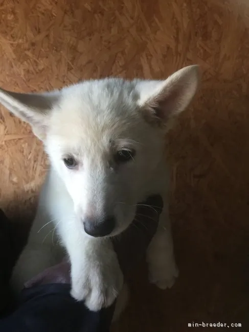 ID:1704-02095の子犬
