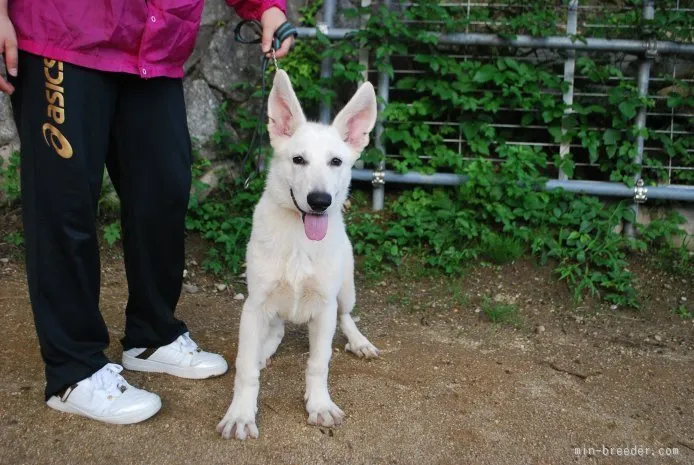 ID:1509-00241の子犬