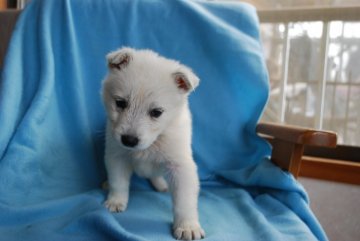 ホワイト・スイス・シェパード・ドッグ【長野県・女の子・2017年3月21日・白】の写真「かわいい子」