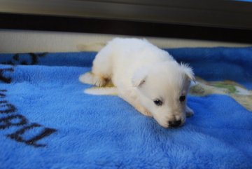 ホワイト・シェパード【長野県・男の子・2020年10月20日・しろ】の写真「かわいい子です」