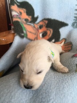 ホワイト・シェパード【長野県・男の子・2015年12月1日・白】の写真「きれいな子です。」