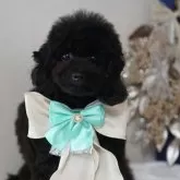 タイニープードル