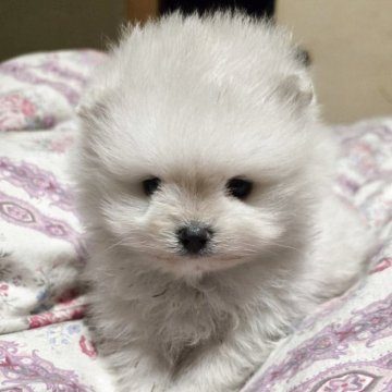 ポメラニアン【京都府・男の子・2025年9月28日・ホワイト】の写真「チャウチャウ見たいな男の子」